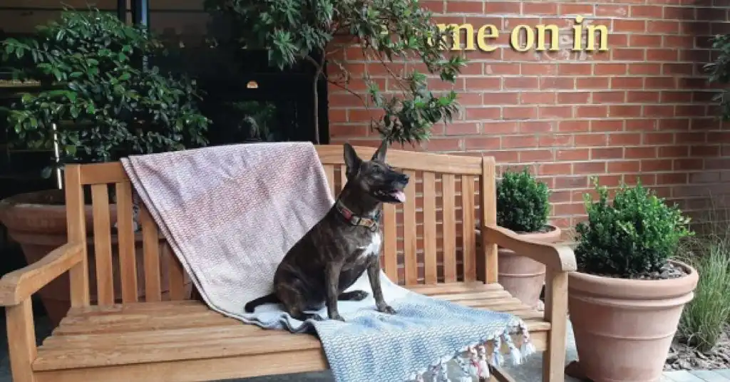 Dog relaxing outside Home Suite Hotels