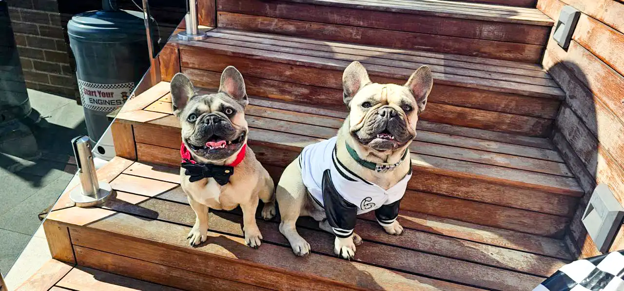 pet friendly accommodation in south africa