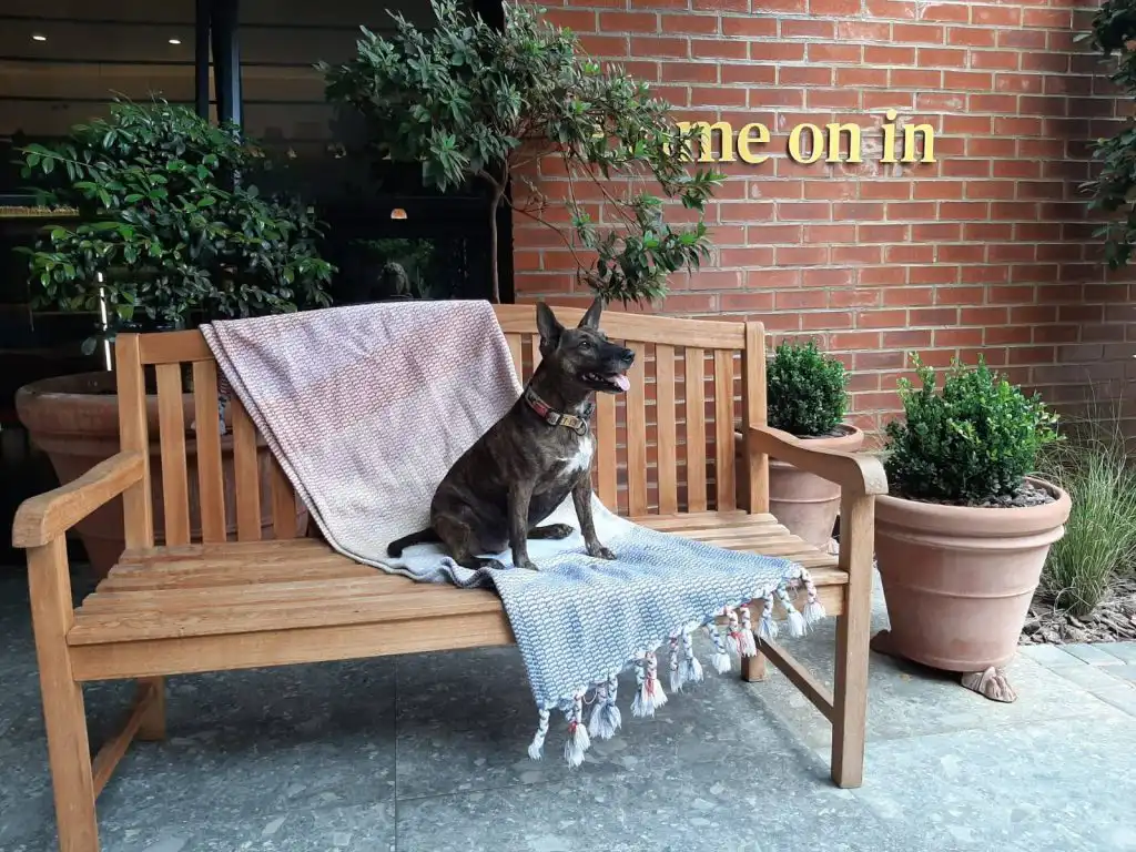 Dog sitting on a bench outside Home Suite Hotels