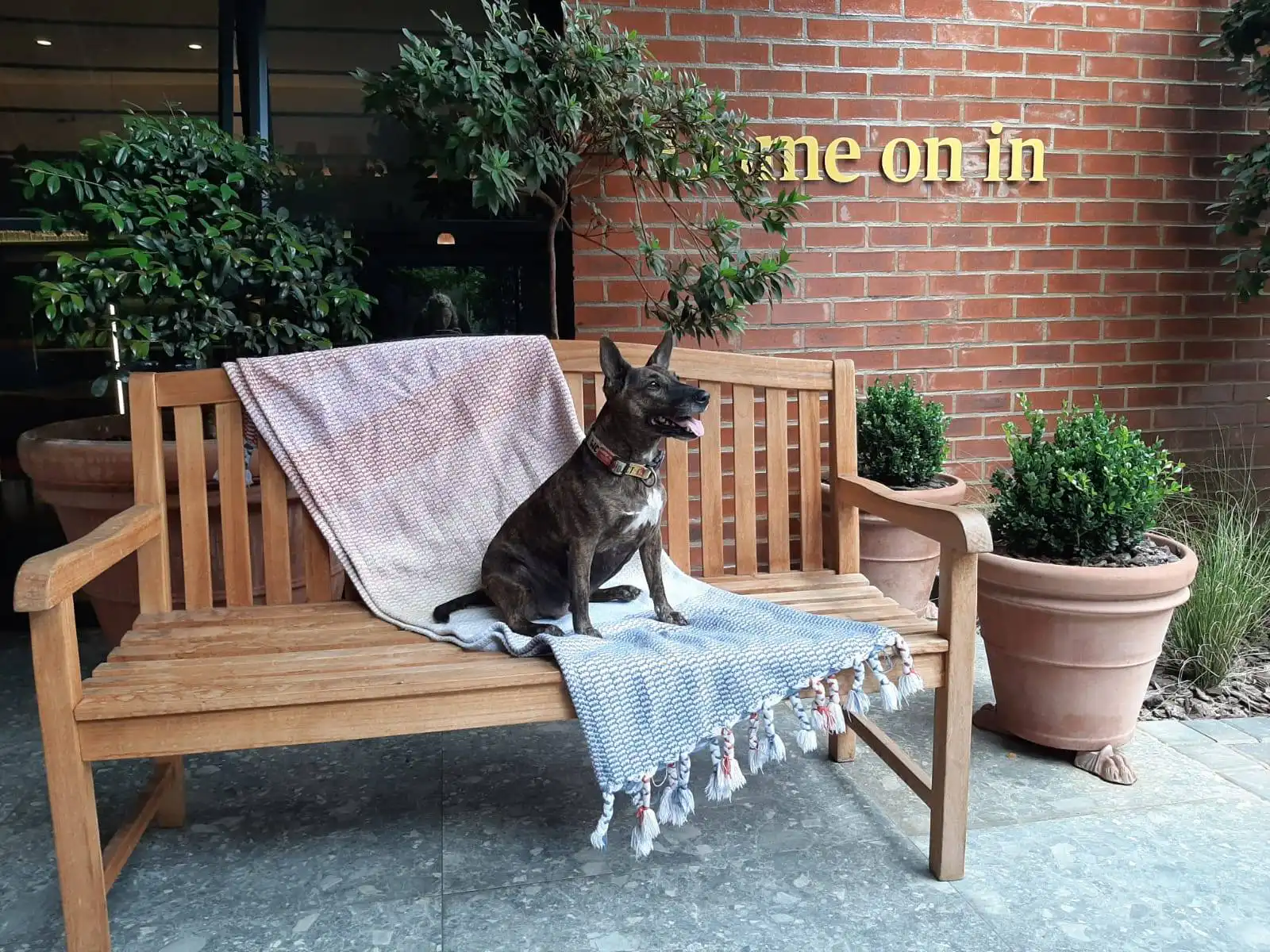 Dog sitting on a bench outside Home Suite Hotels
