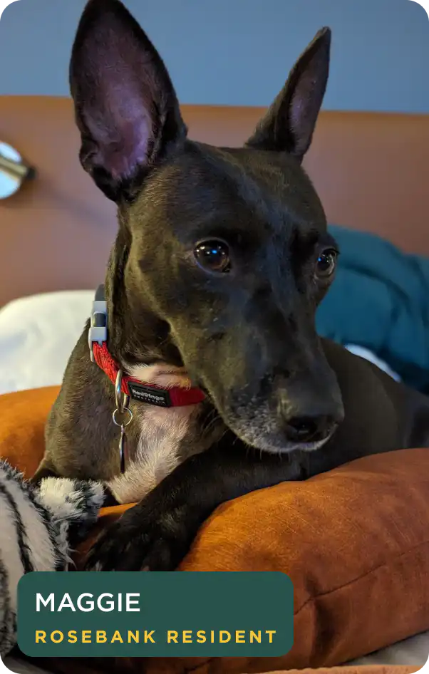 Maggie, a resident rescue dog relaxing at Home Suite Hotels Rosebank