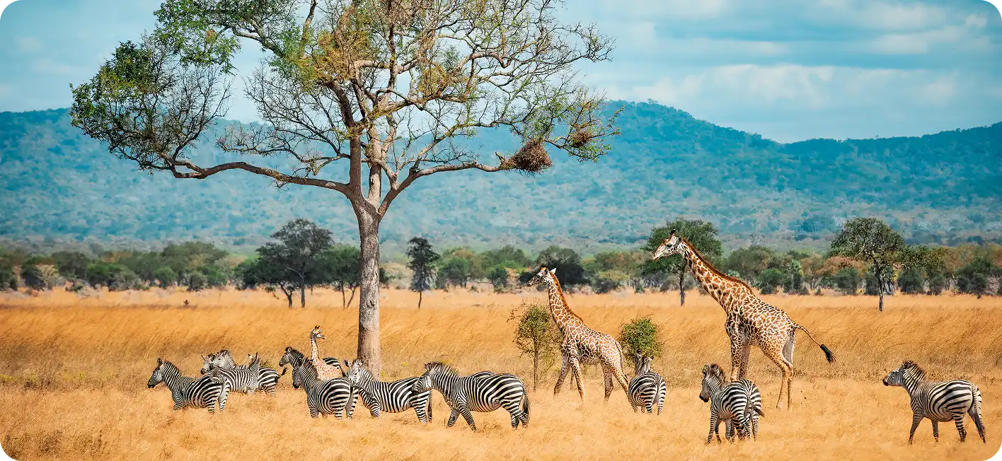 Giraffes and zebras on a South African safari