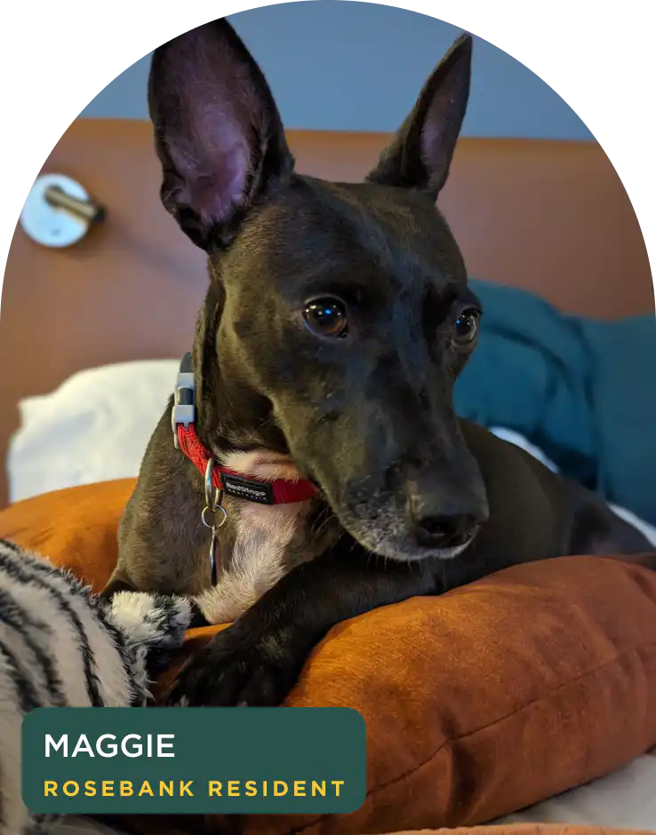 Maggie, a resident rescue dog relaxing in a suite at Home Suite Hotels Rosebank