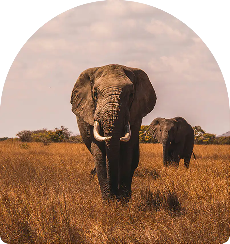 Elephants on safari in the bushveld, a day trip from Home Suite Hotels Rosebank, Johannesburg
