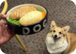 Corgi with a gourmet dog meal at pet-friendly Home Suite Hotels Rosebank