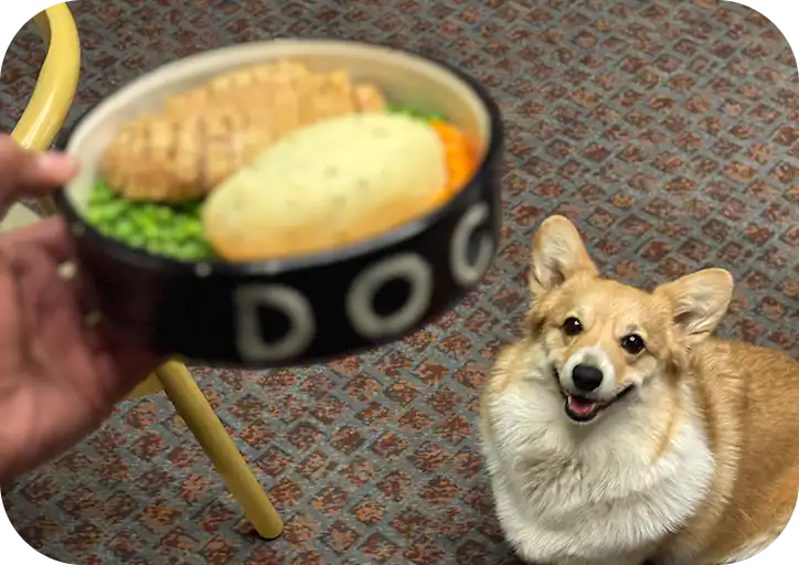 Corgi with a gourmet dog meal at pet-friendly Home Suite Hotels Rosebank