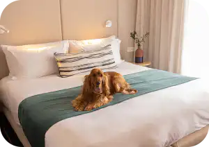 Dog-friendly guest room at Home Suite Hotels Sea Point, with a cocker spaniel resting on the bed