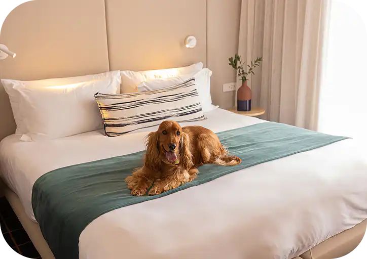 Dog-friendly guest room at Home Suite Hotels Sea Point, with a cocker spaniel resting on the bed